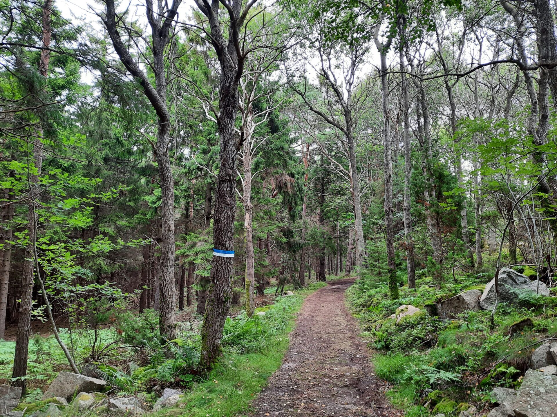 Passage en forêt de l'étape 22 du Kuststigen